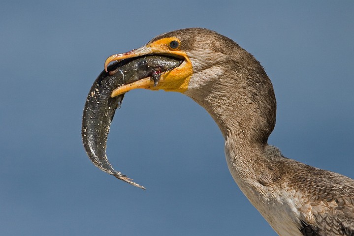 Ohrenscharbe Phalacrocorax auritus Double-Crested Cormorant